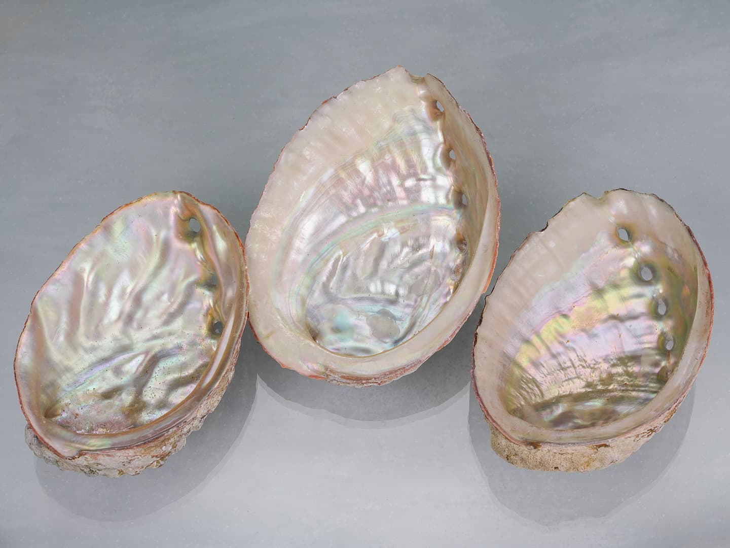 Abalone Shell /アバロンシェル（アワビ貝）