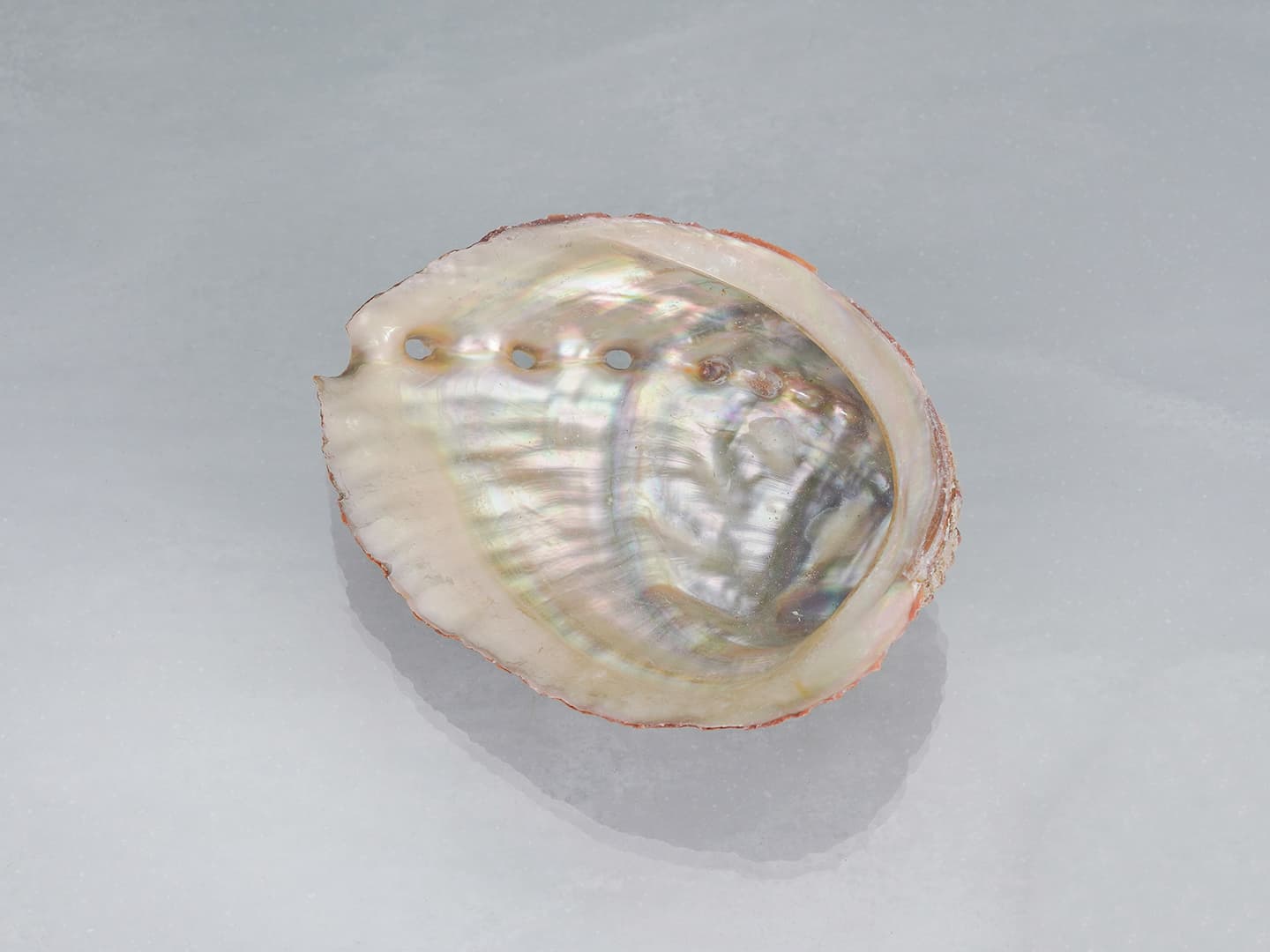 Abalone Shell /アバロンシェル（アワビ貝） | Hariqua-パワーストーン